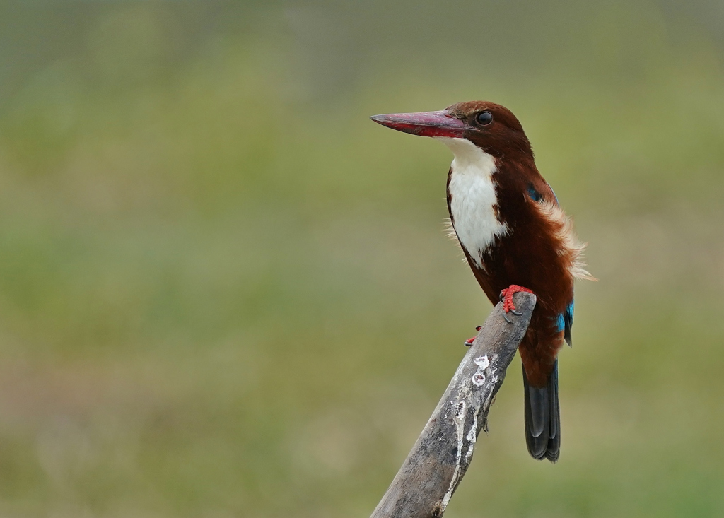 219-Martin-chasseur de Smyrne.JPG