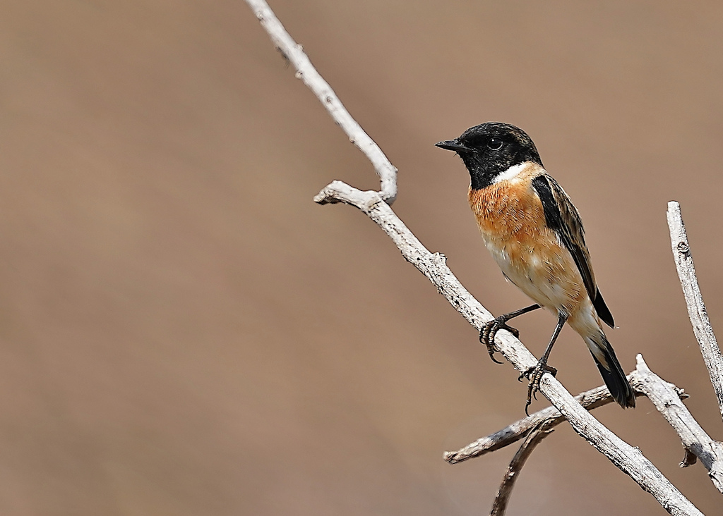 220-Tarier de Stejneger - Pak phli.JPG