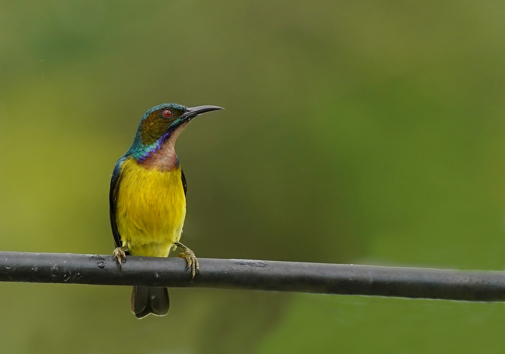 226-Souimanga à gorge brune -pak p.JPG