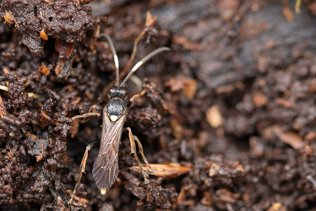 Ichneumon sp 2.jpg