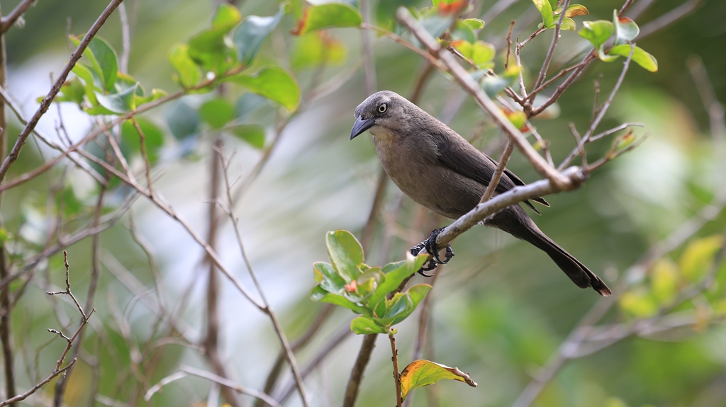 033 Quiscale merle.JPG