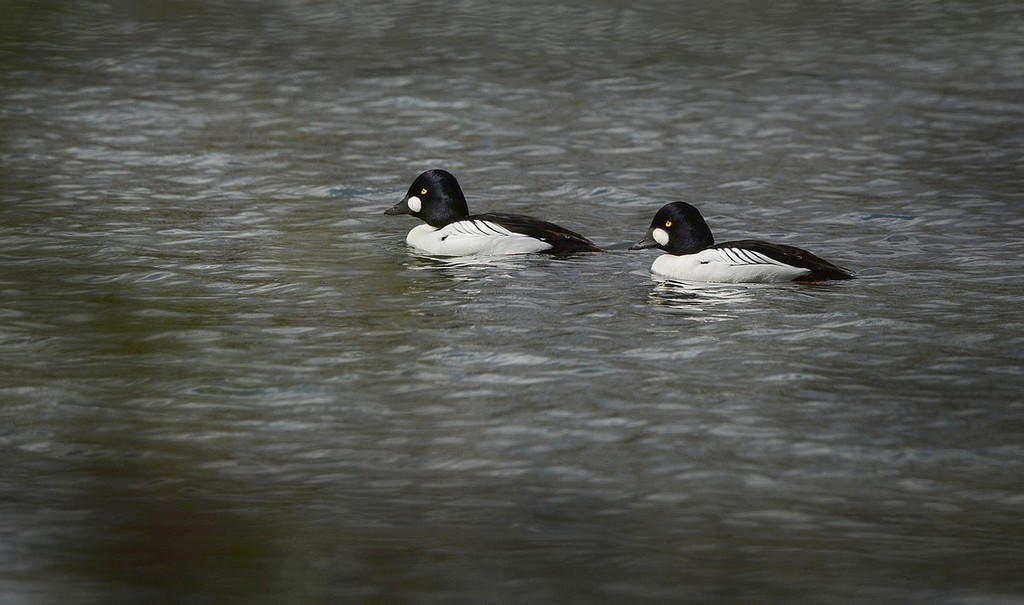 DSC_3999.jpg bis - V2.jpg