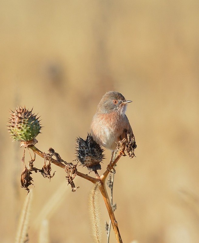 DSC_7462 - Copiea.JPG