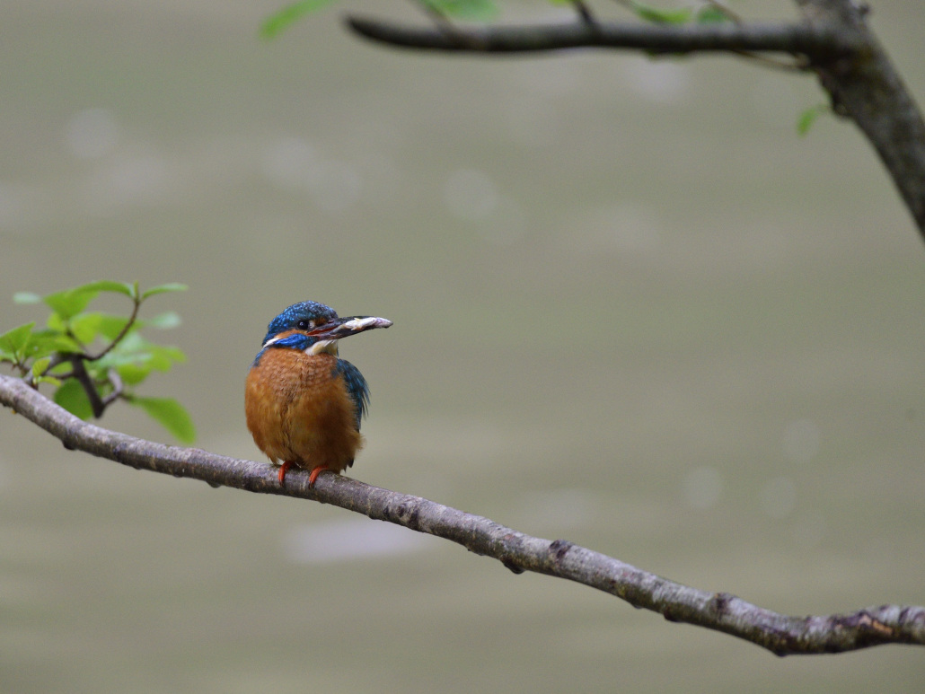 D610_2064.JPG