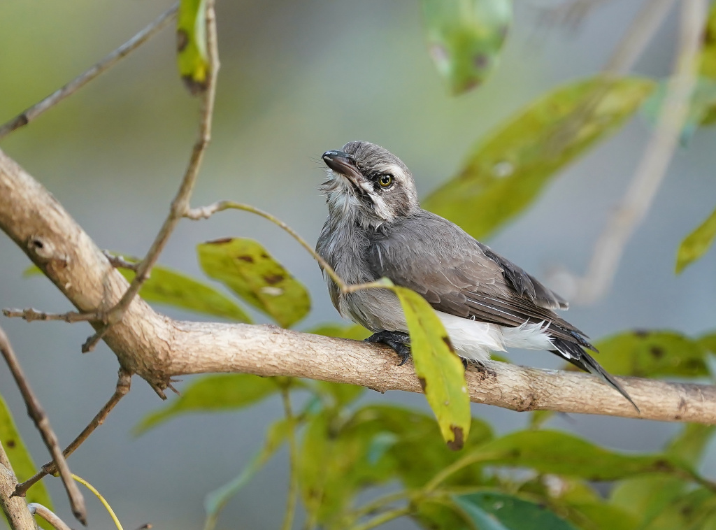6-Téphrodorne de Ceylan - Sigirya.JPG