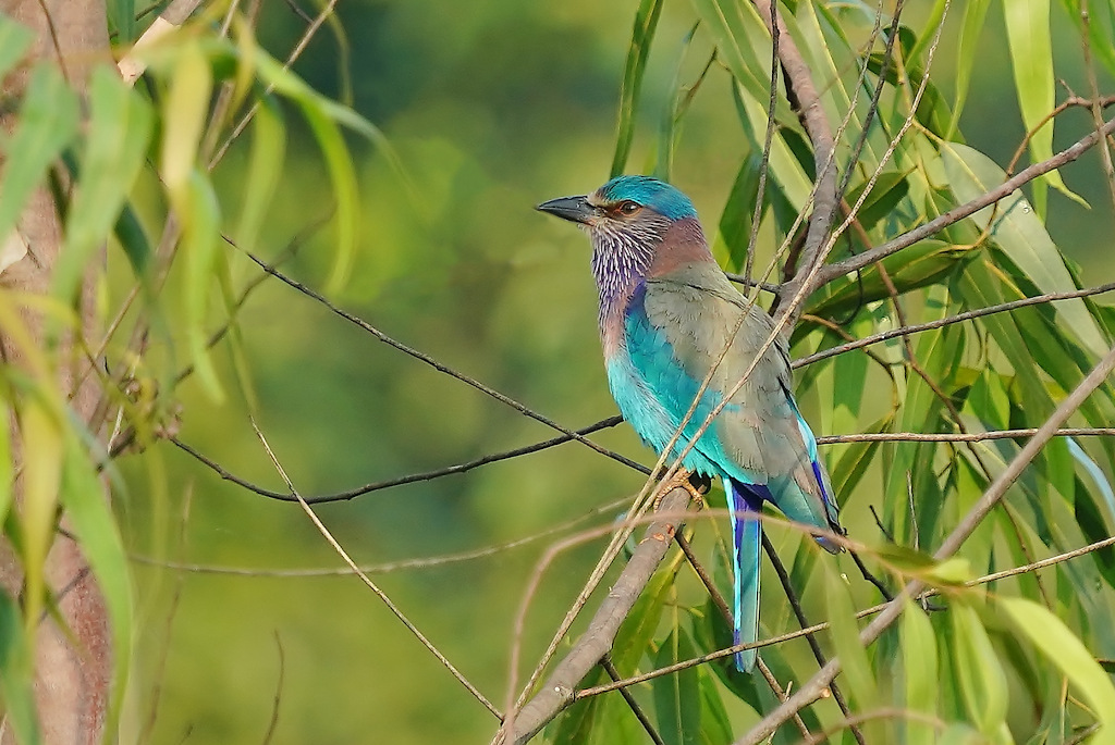 19-Rollier indien -Minneriya.JPG