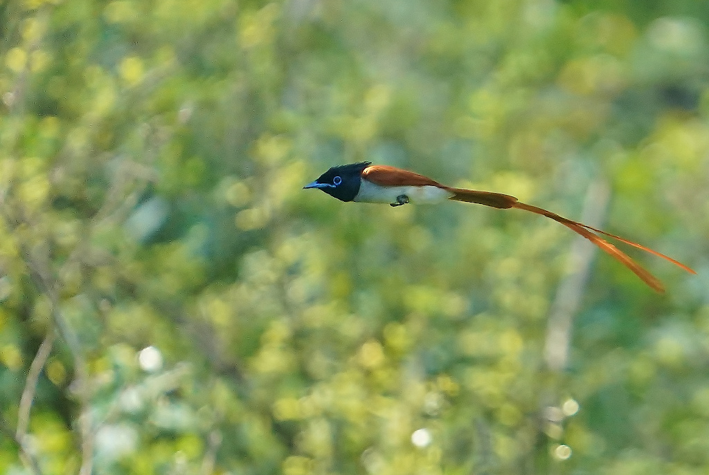 20-Tchitrec de paradis mâle - Minneryia.JPG