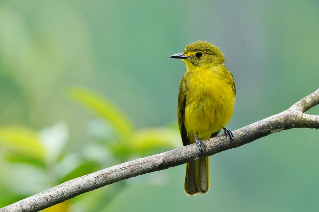 38-Bulbul à sourcils d'or - Sinharaja dorest.JPG