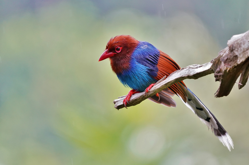 48-Pirolle de Ceylan - Sinarajia.JPG