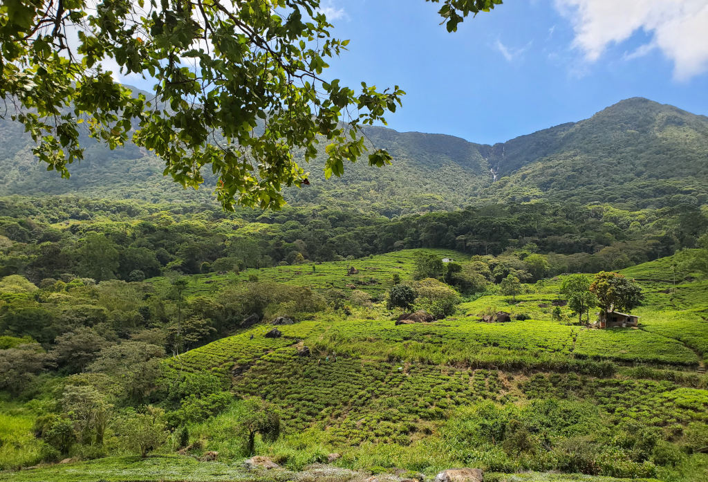 49-Thé- rte vers udawalawe.jpg