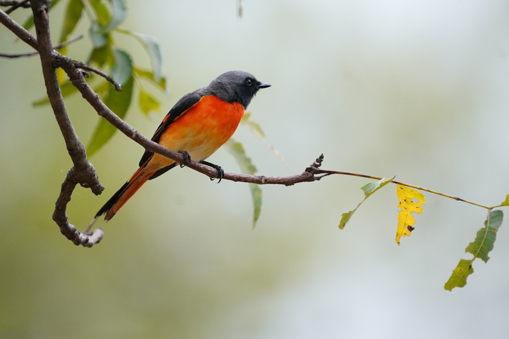 53-Minivet oranor mâle - Udawal.JPG