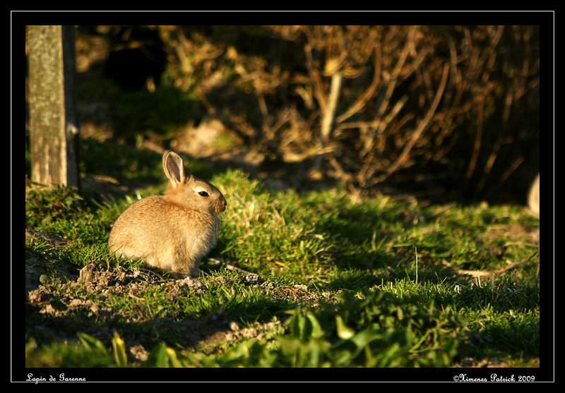 lapin-(02).jpg