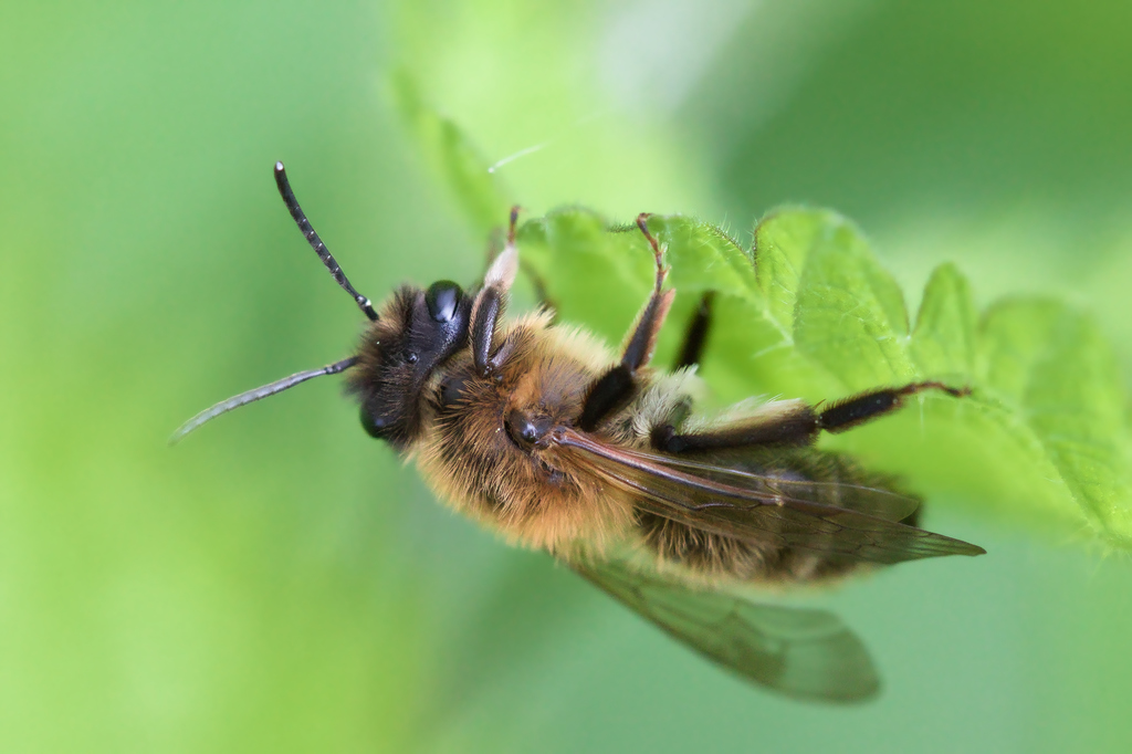 abeille sp1-1.jpg