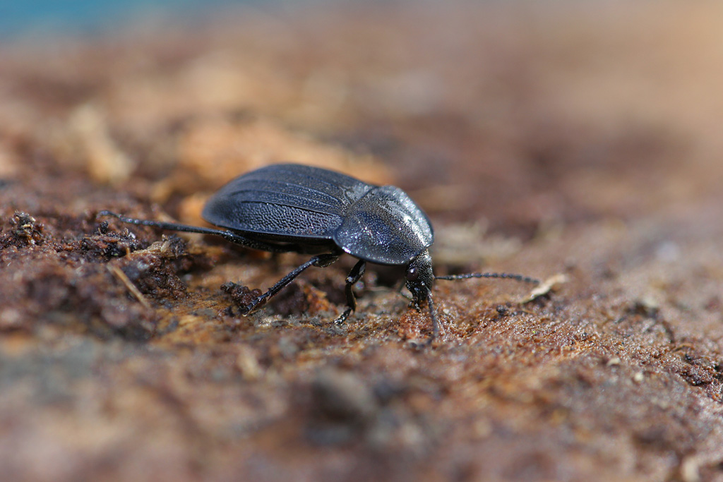 Silpha atrata  J Rivière.jpg