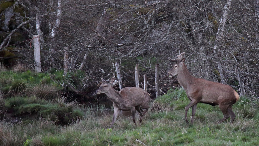 16 Arrivée des Cerfs.JPG