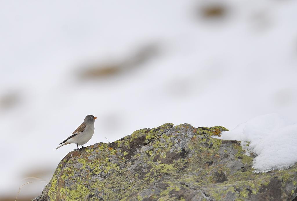 DS5_6254.jpg