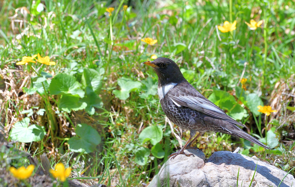 DSC_7295.jpg