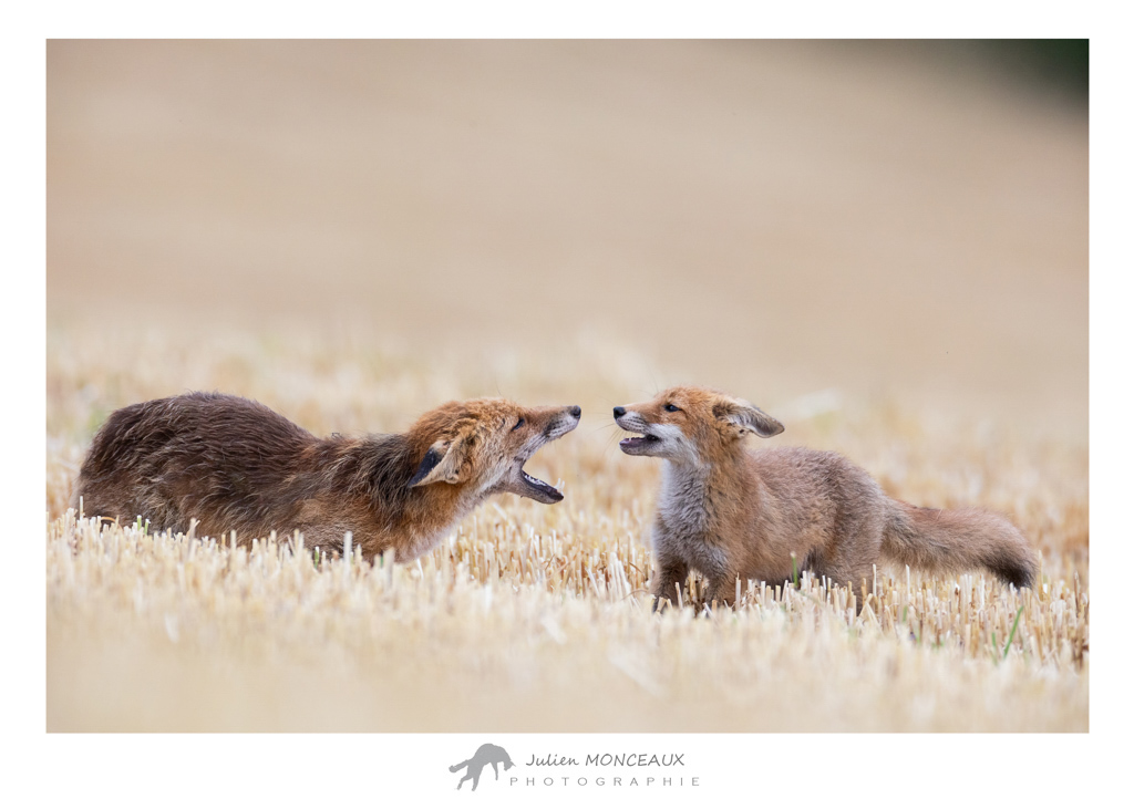 2023-06 renard roux 050.jpg