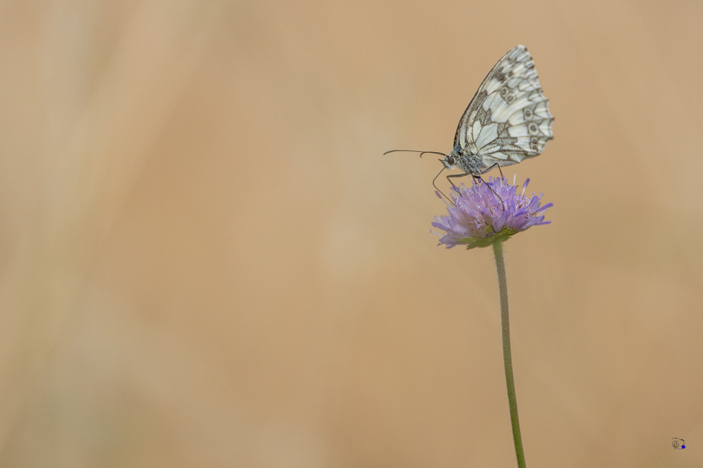 Demi-deuil (Melanargia galathea)-110.jpg