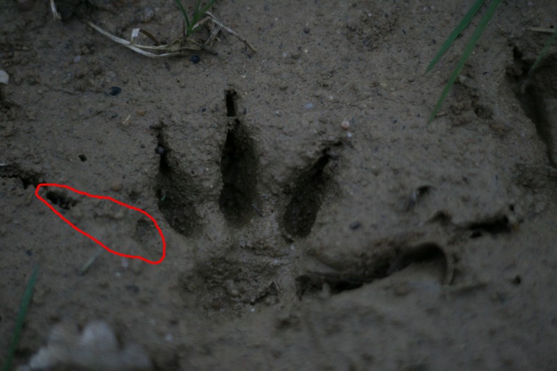 IMG_2893 - Copie (2).JPG