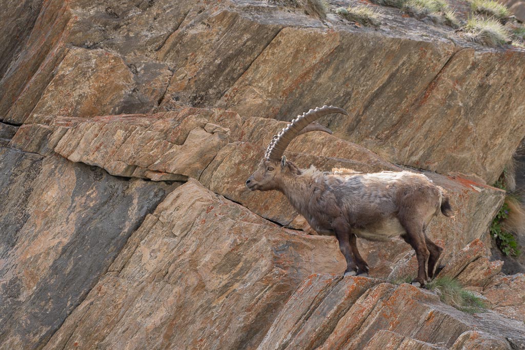 Bouquetin -4-.jpg
