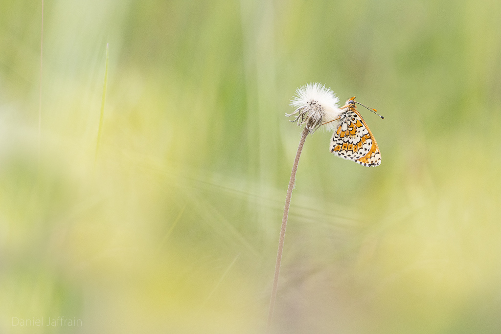 Image et Nature-1-45.jpg