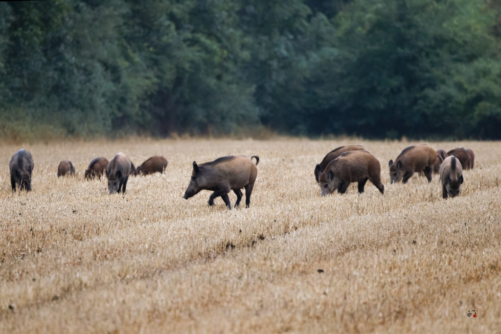 Sanglier (Sus scrofa) Wild boar-130_DxO.jpg