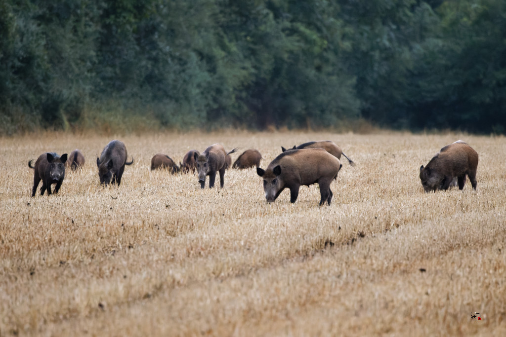 Sanglier (Sus scrofa) Wild boar-131_DxO.jpg