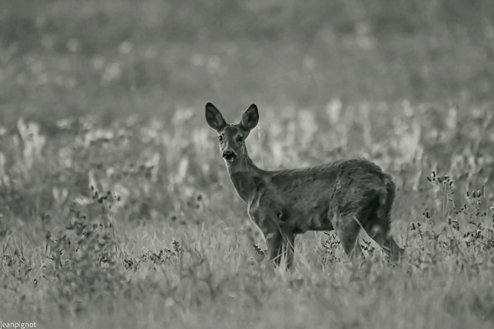 DSC_4344-3_1867 N&B.JPG