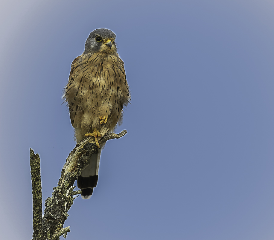 crecerelle perché.jpg