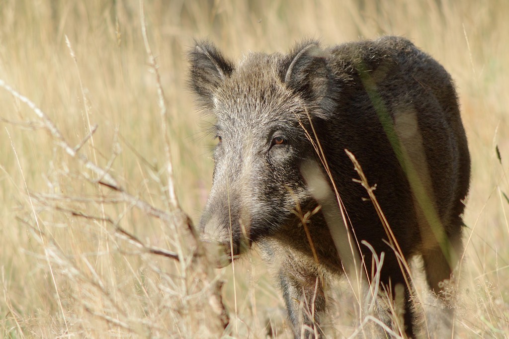 sanglier.jpg
