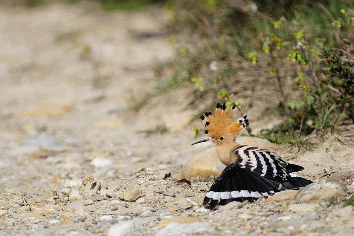 _0ET0315-2009-03-19-224-FaivreThevenet-Huppe-camargue1-700-72dpi.jpg