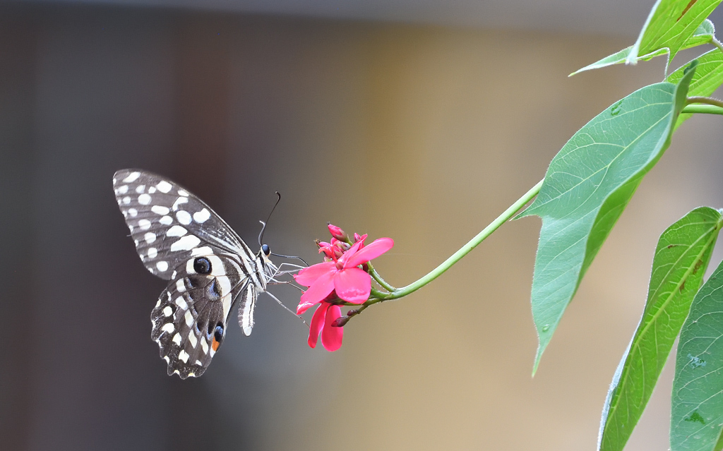 DS5_9474.jpg