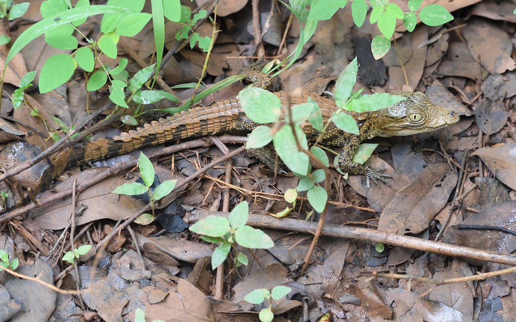 DS5_9485.jpg