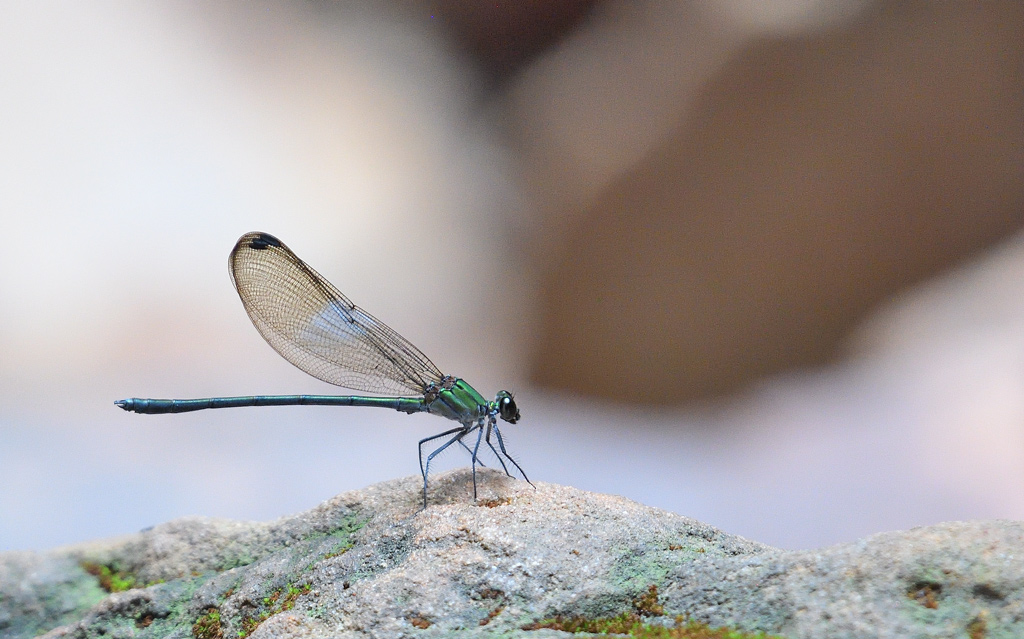 DS5_9726.jpg