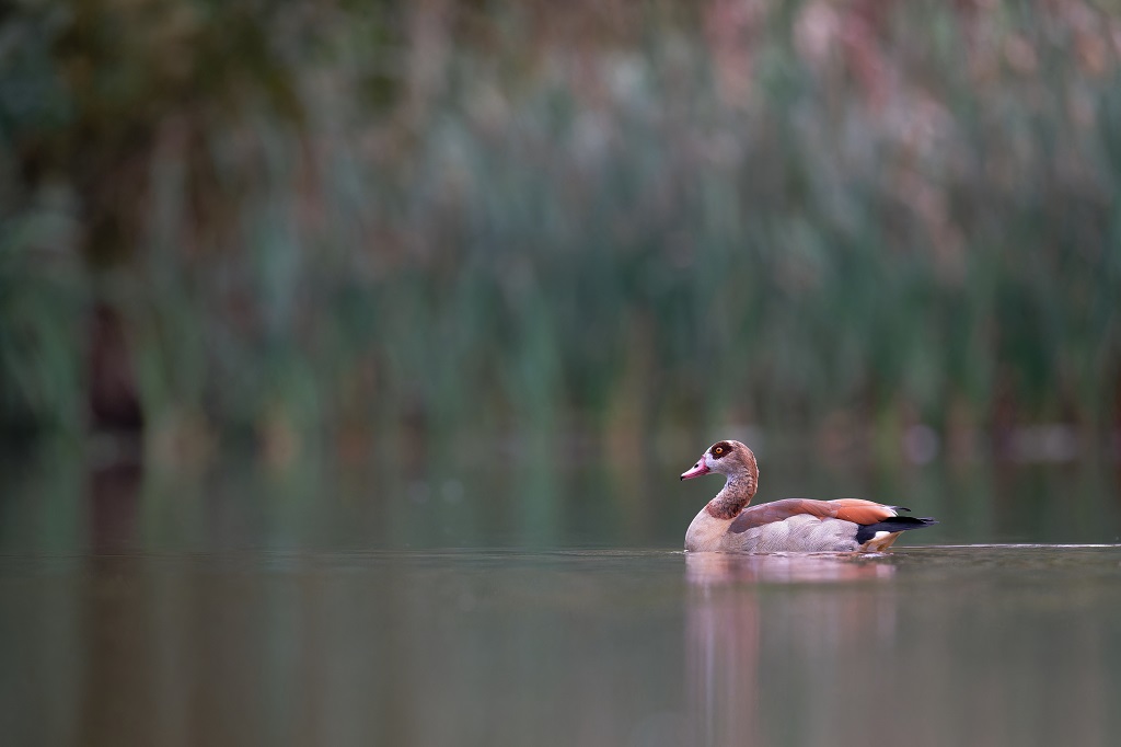 DSC_6865_DxO.jpg