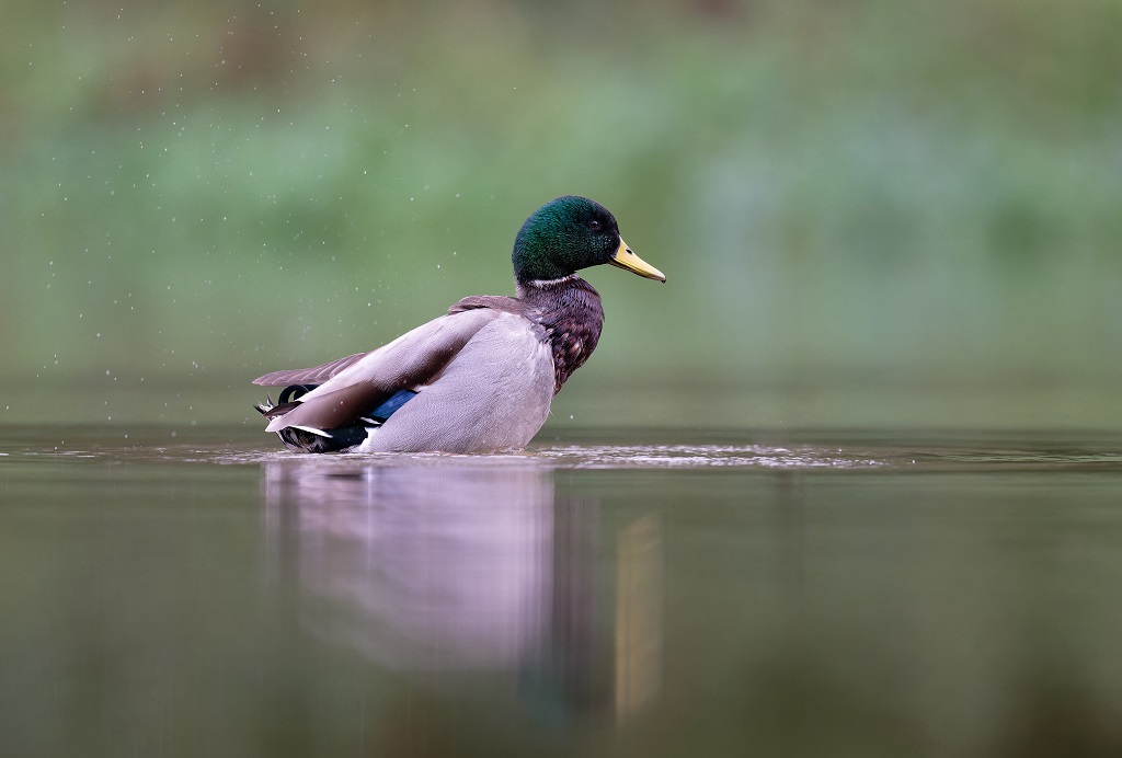 DSC_7021_DxO.jpg
