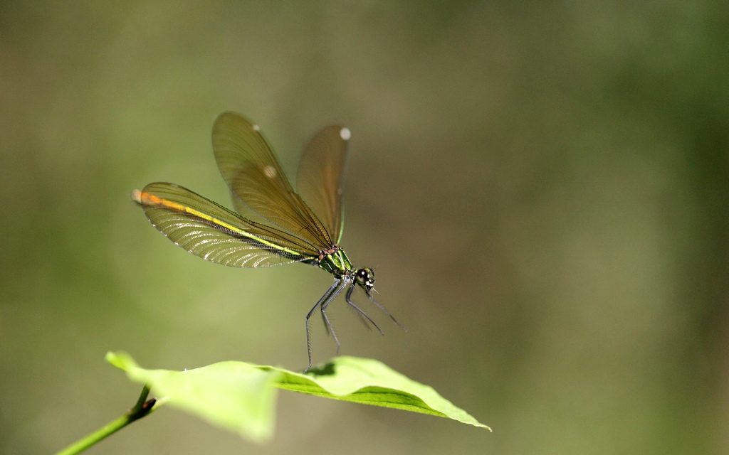 19 caloptéryx - Copie.jpg