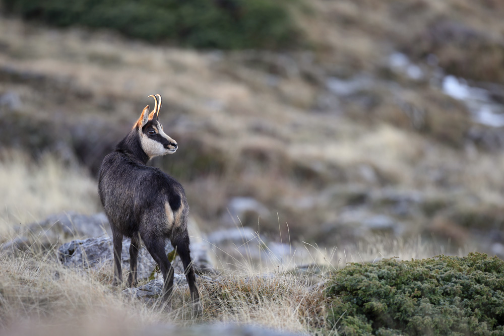 chamois1022-web.jpg