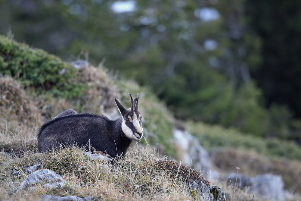chamois1092-web.jpg