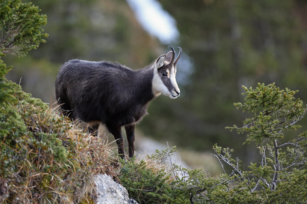 chamois1128-web.jpg
