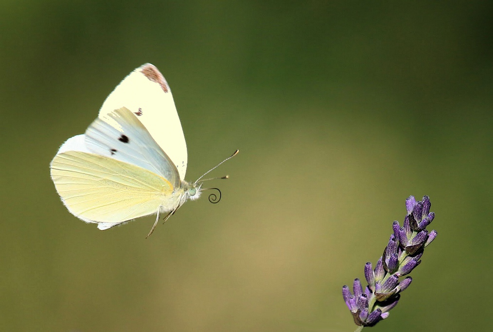 23 la piéride de la rave.jpg