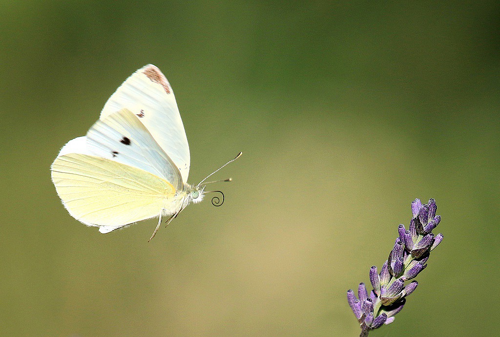 1 la piéride de la rave.jpg