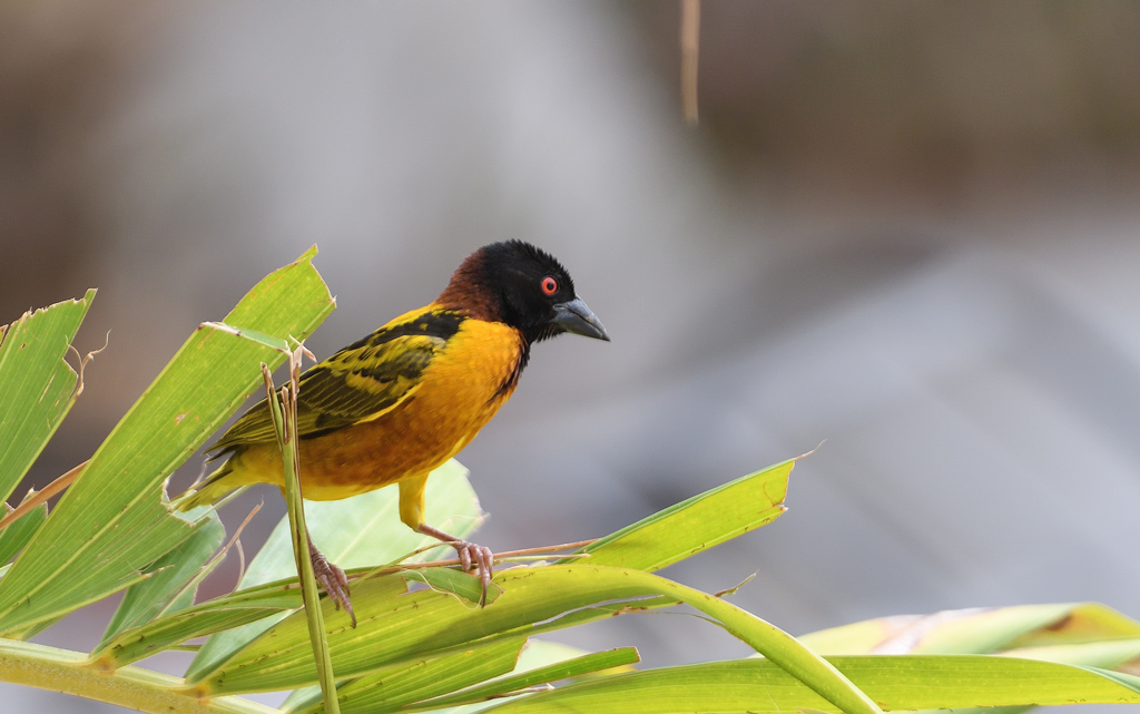 DS5_9803.jpg