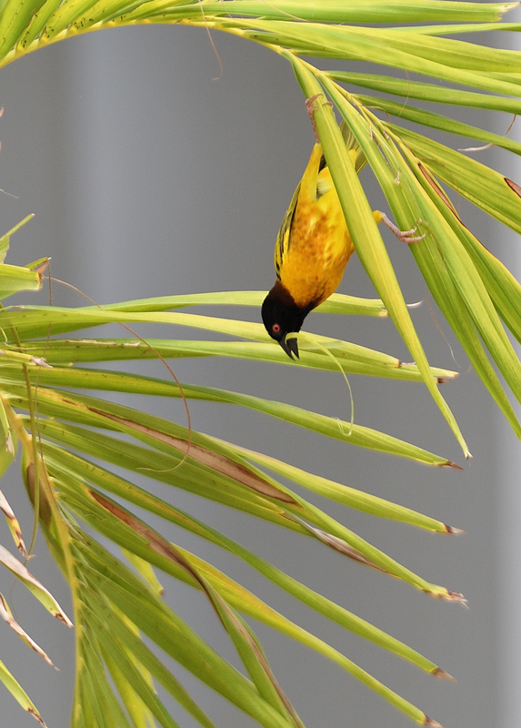 DS5_9814.jpg