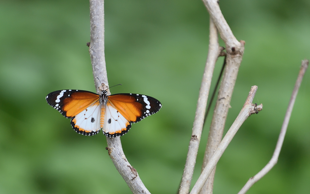 DS5_9430.jpg