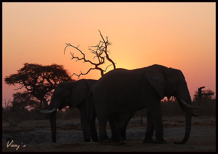 Ã©lÃ©phant-savuti083.jpg