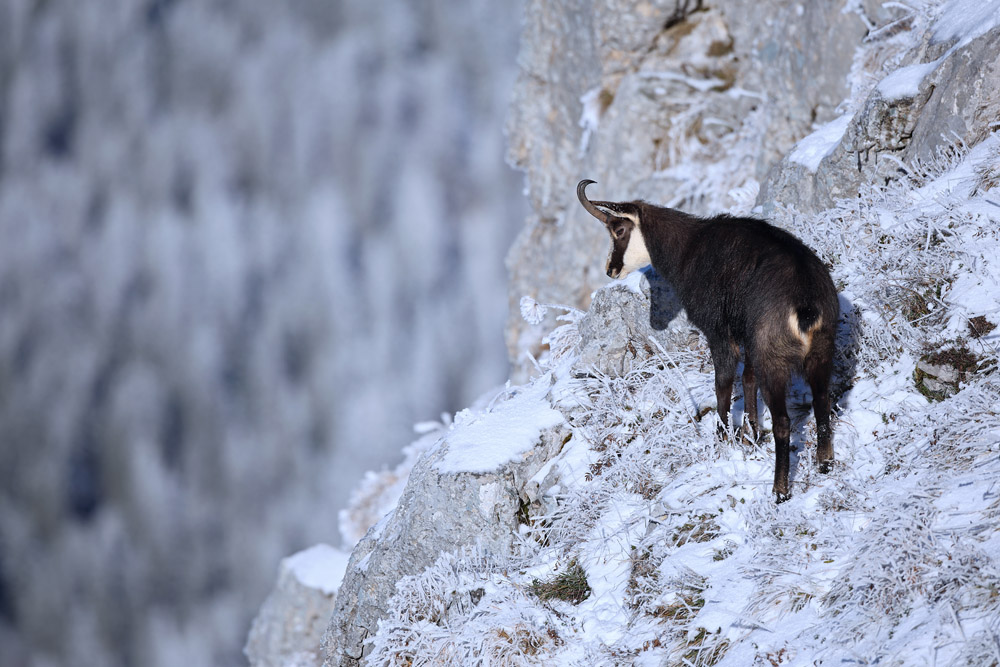 chamois1553-web - Copie.jpg
