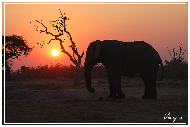 Ã©lÃ©phant-savuti088.jpg
