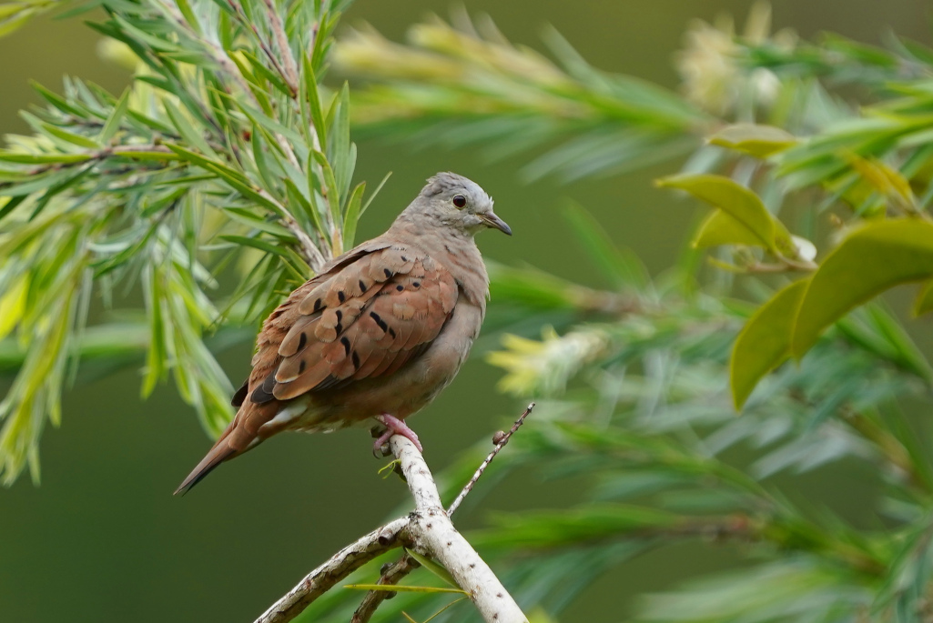 18-Colombe rousse - Ibagué.JPG